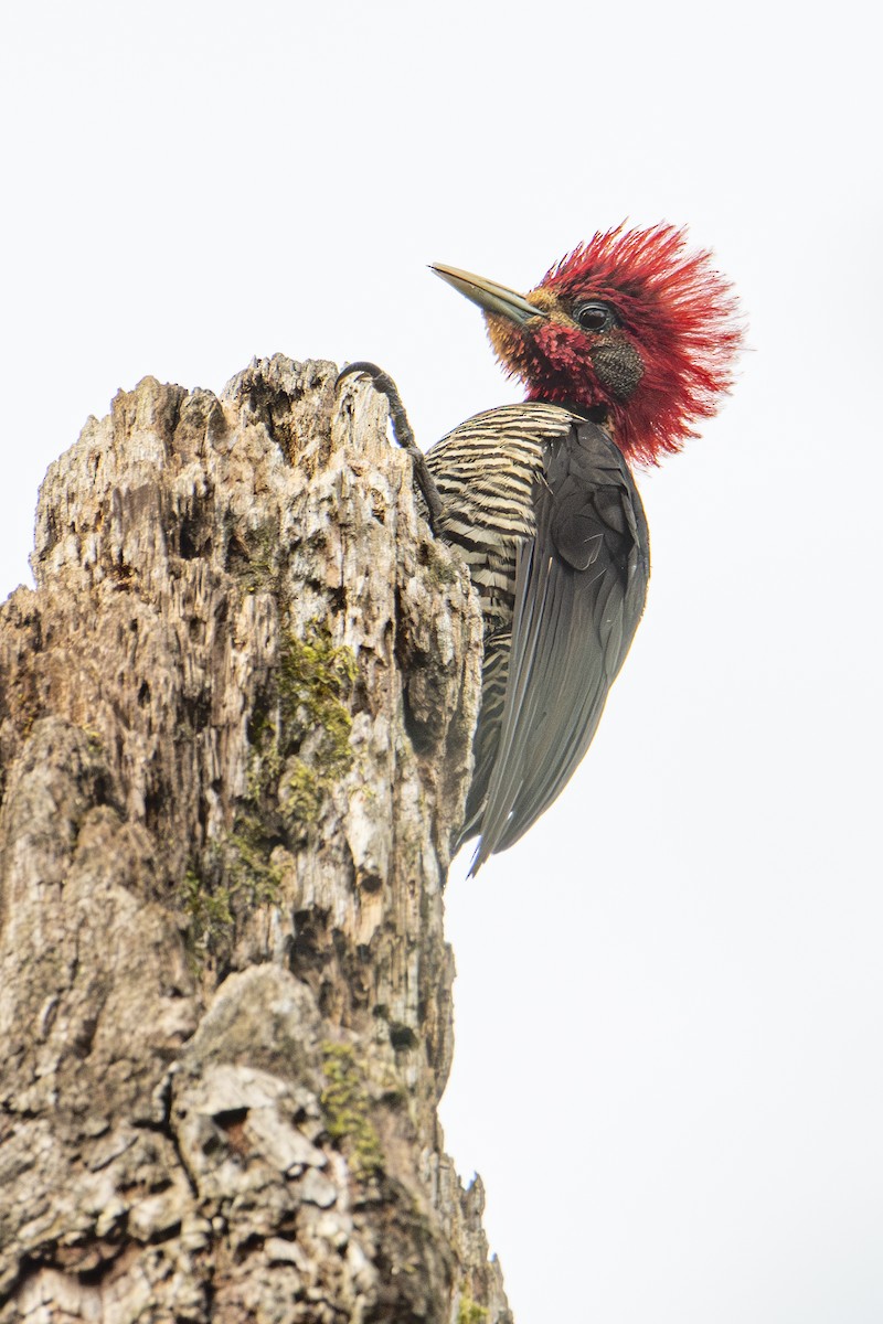 Helmeted Woodpecker - Andy Bowen