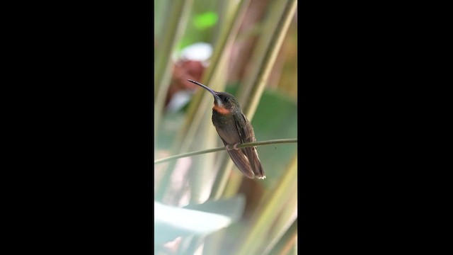 Pale-tailed Barbthroat - ML604596751