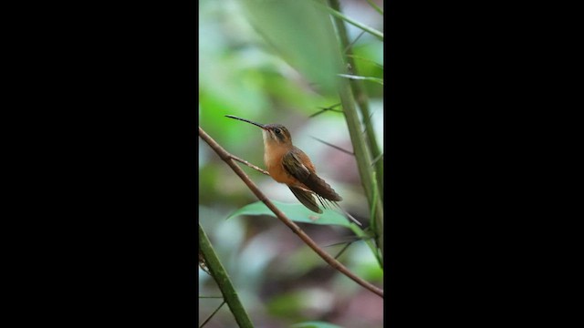 Рыжеватый колибри-отшельник - ML604596801