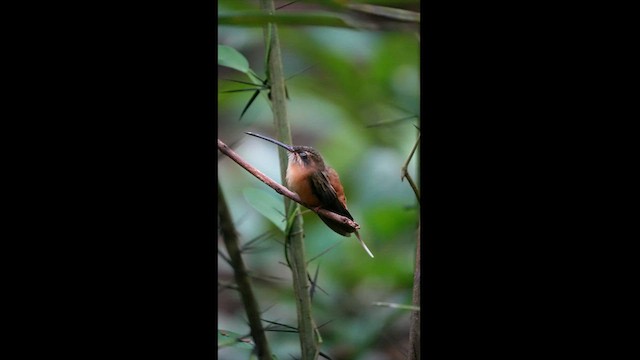 kolibřík olivohřbetý - ML604596901