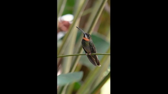 Pale-tailed Barbthroat - ML604597091