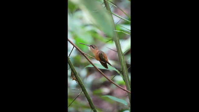 kolibřík olivohřbetý - ML604597121