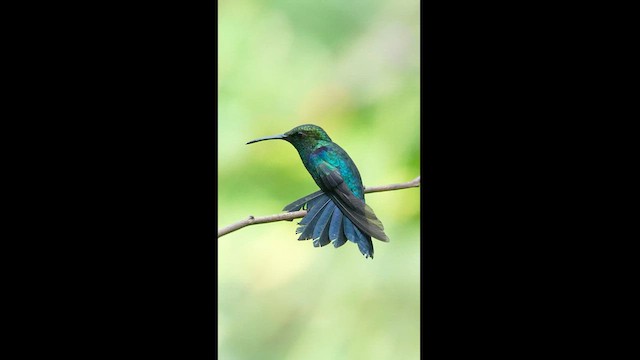 kolibřík nymfový - ML604597351