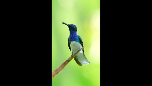 kolibřík bělokrký - ML604597421