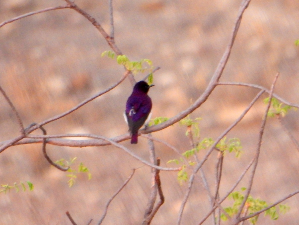 Violet-backed Starling - ML604600021