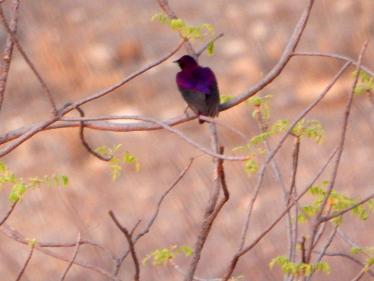 Violet-backed Starling - ML604600031