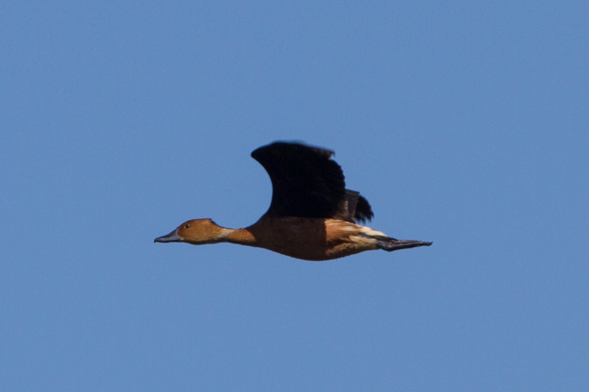 Fulvous Whistling-Duck - ML60460441