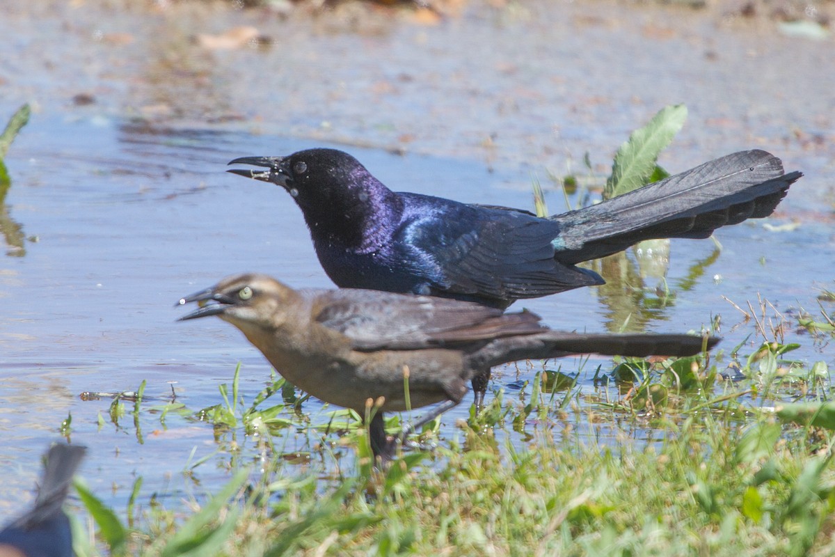 Boat-tailed Grackle - ML60460491