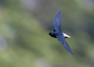  - Silver-rumped Needletail