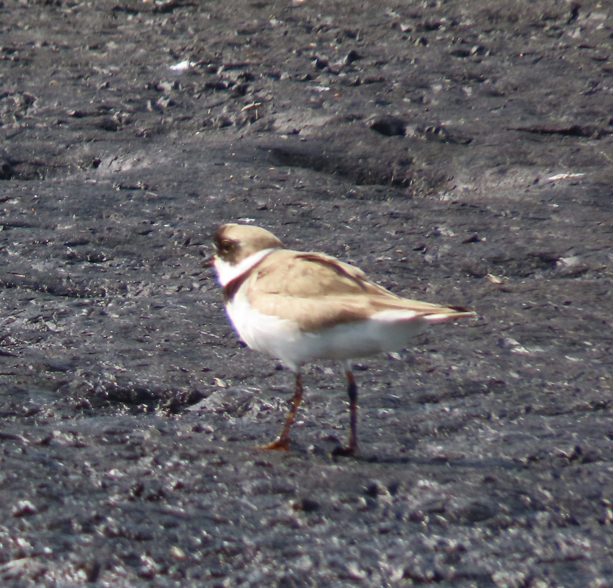 Semipalmated Plover - ML604605901