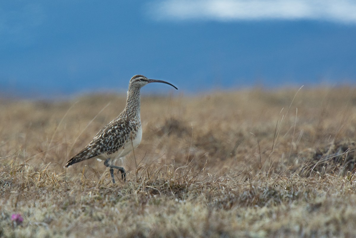 Bristle-thighed Curlew - ML60460631
