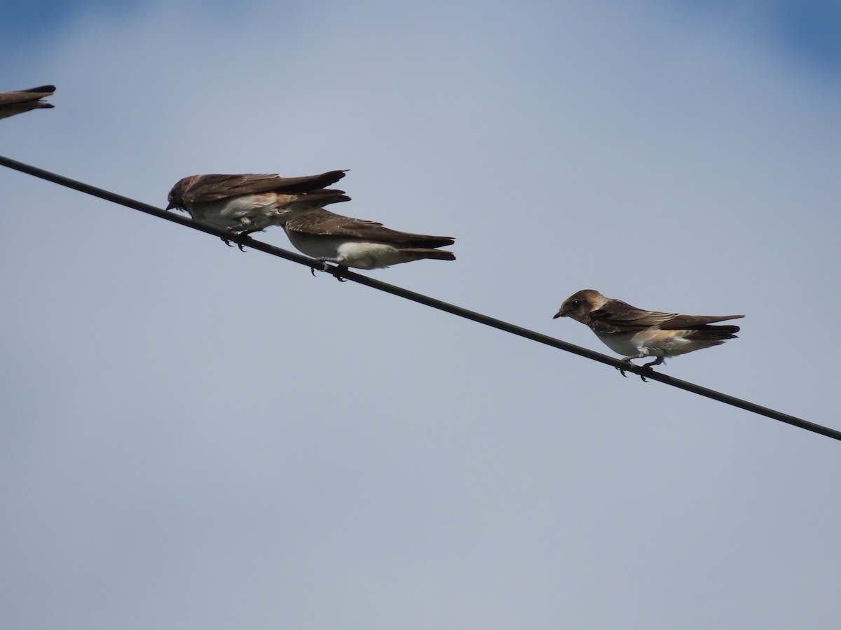 Cave Swallow - ML604606341