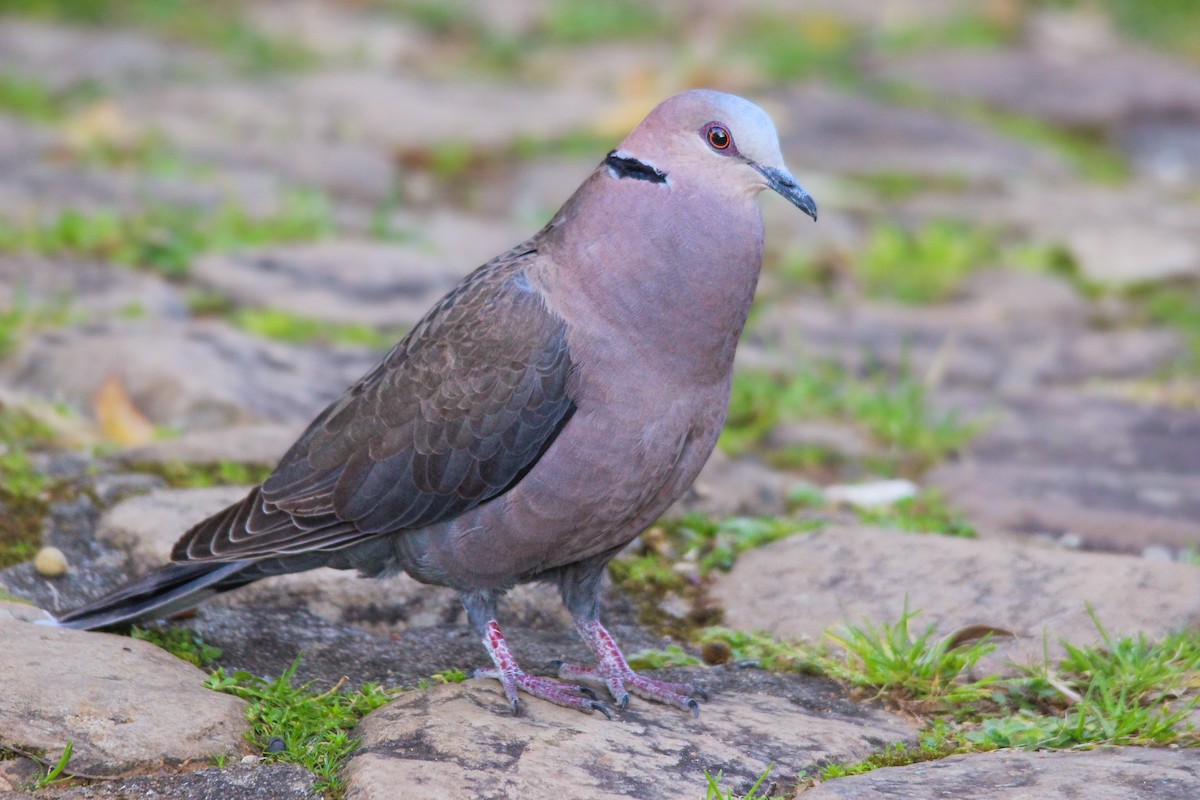 Red-eyed Dove - ML604606741