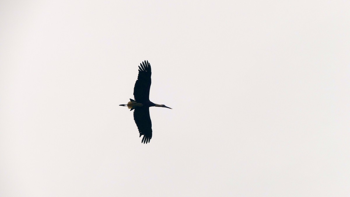 African Woolly-necked Stork - ML604607941