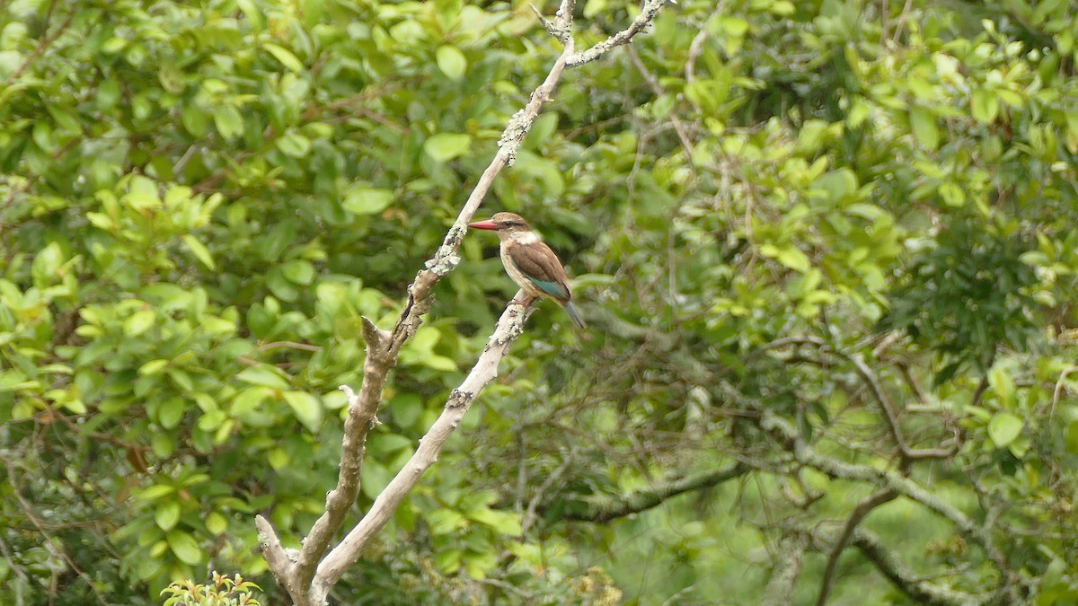 Brown-hooded Kingfisher - ML604608191