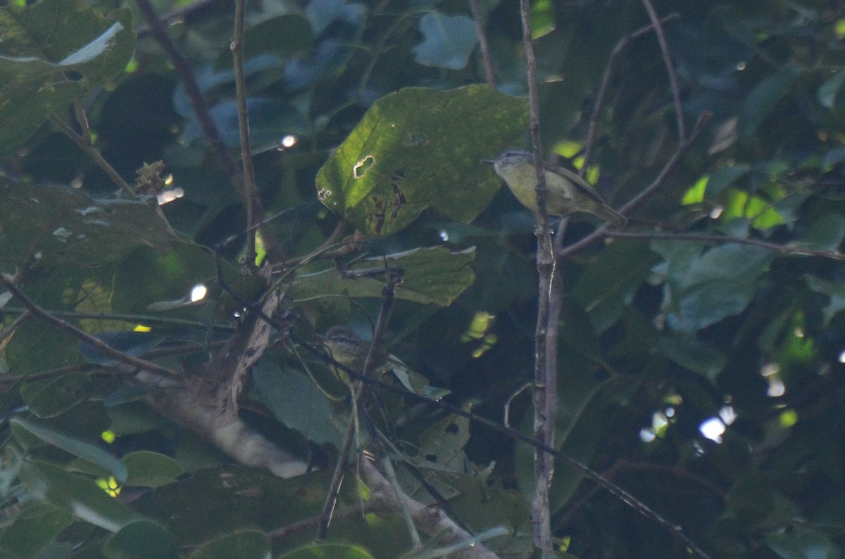 Island Leaf Warbler (Halmahera) - Aidan Place