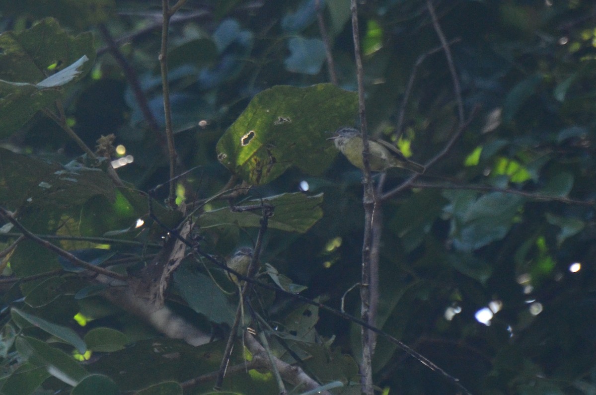 Island Leaf Warbler (Halmahera) - ML604613211