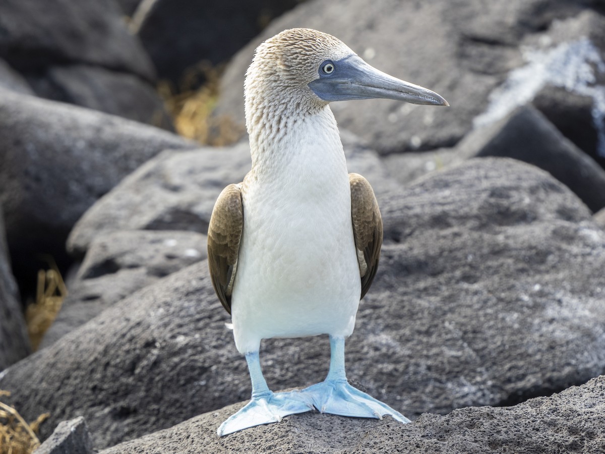Blue-footed Booby - ML604613671
