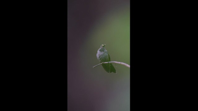 kolibřík ametystohrdlý - ML604613911