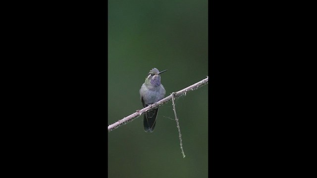 kolibřík ametystohrdlý - ML604613921