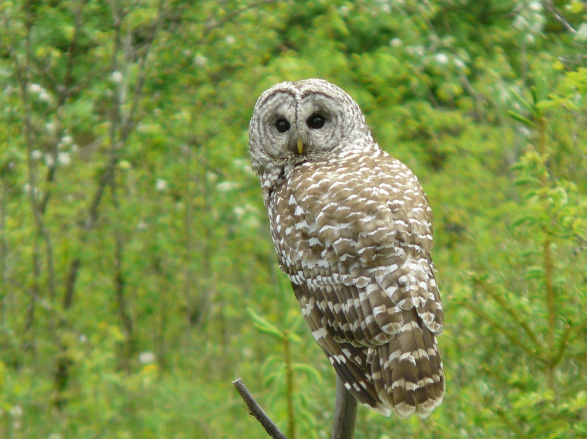 Barred Owl - ML60461511