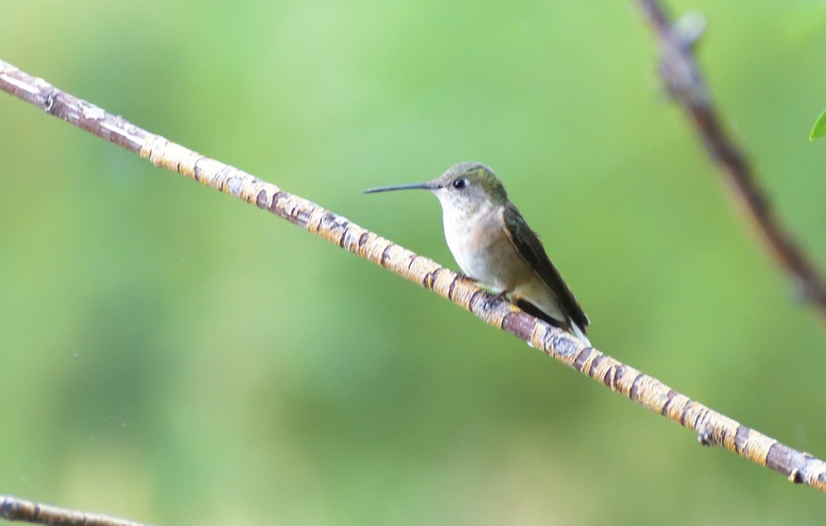 Calliope Hummingbird - ML604617521