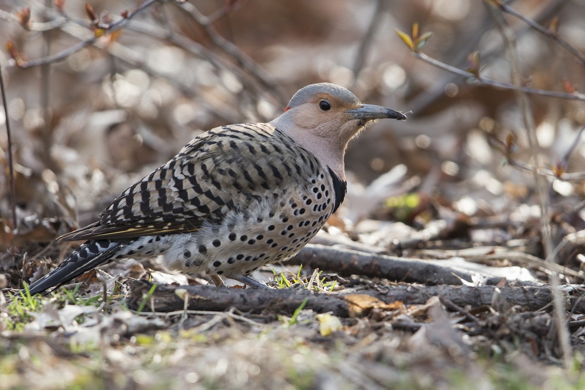 Northern Flicker (Yellow-shafted) - ML604618921