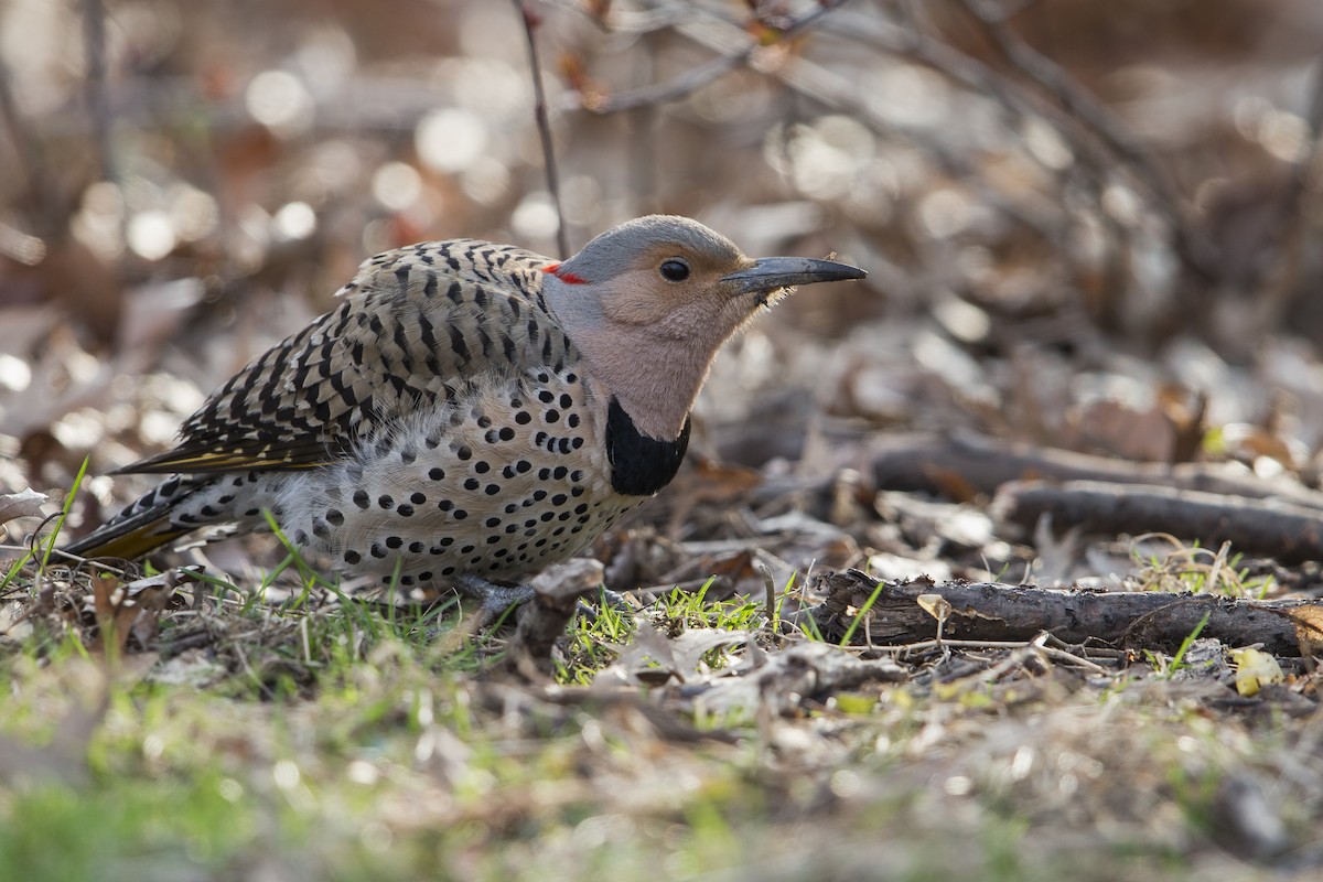 Northern Flicker (Yellow-shafted) - ML604618931