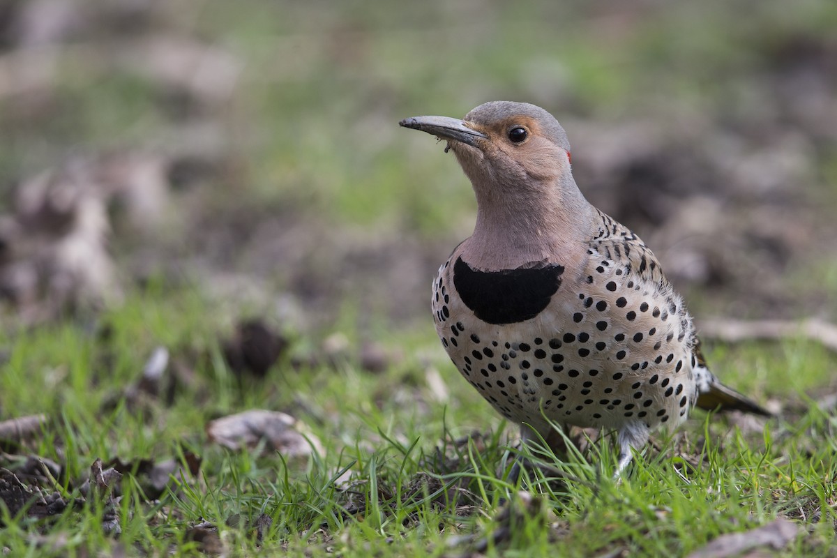 Northern Flicker (Yellow-shafted) - ML604618941