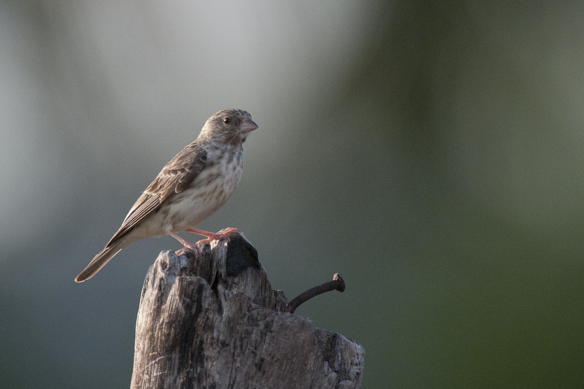 White-rumped Seedeater - ML604620461