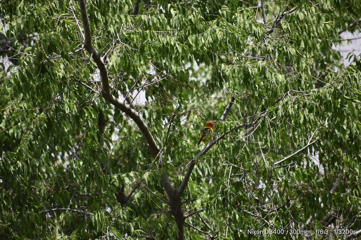 Western Tanager - ML60462161
