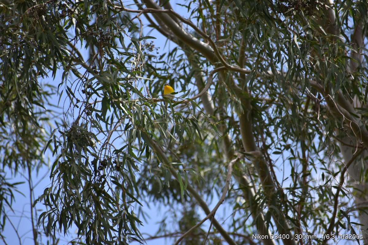 Yellow-breasted Chat - ML60462181