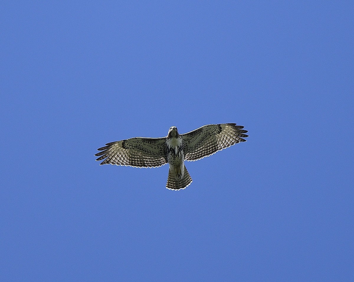 Red-tailed Hawk - ML604622941