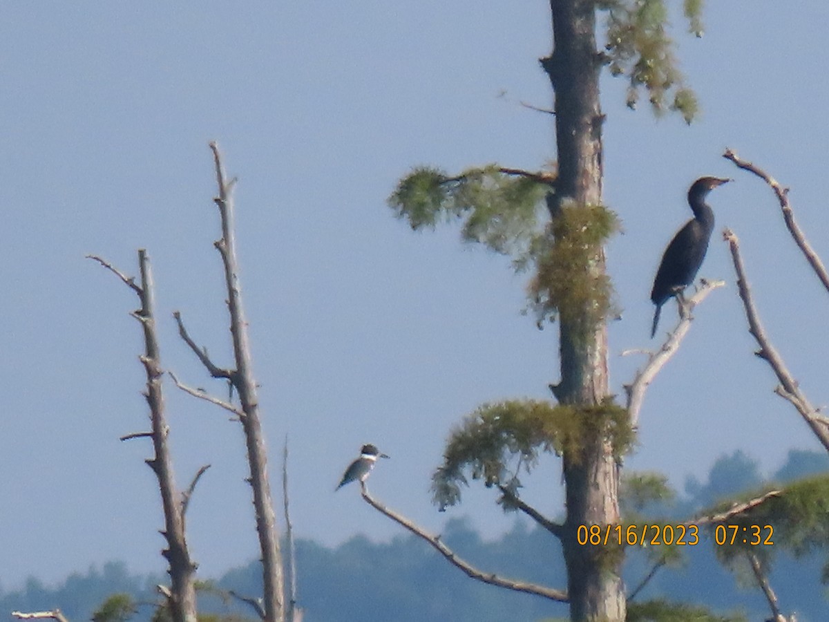 Belted Kingfisher - Leon Book