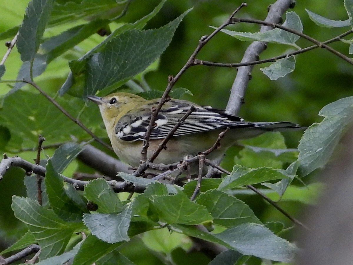 Bay-breasted Warbler - ML604630371