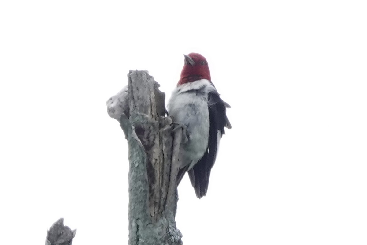 Red-headed Woodpecker - ML604634491