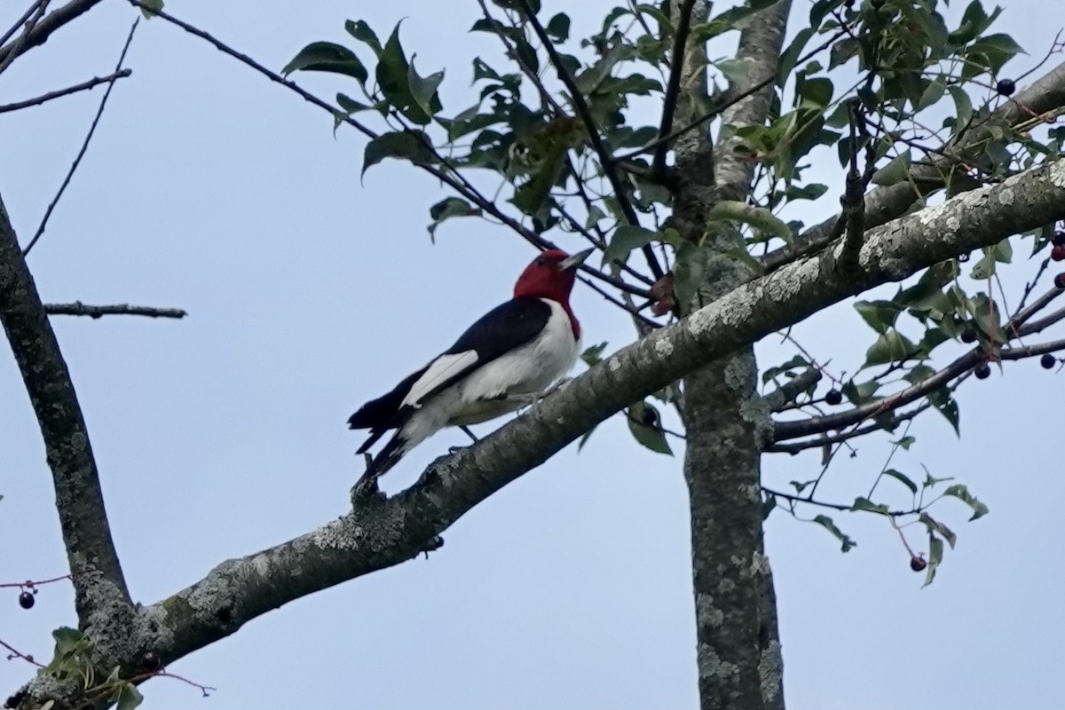 Red-headed Woodpecker - ML604634501
