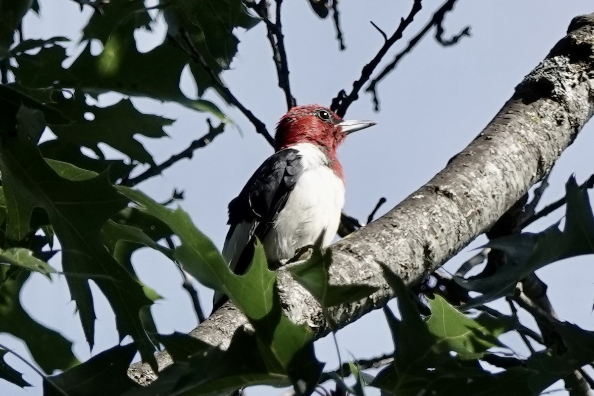 Red-headed Woodpecker - ML604634521