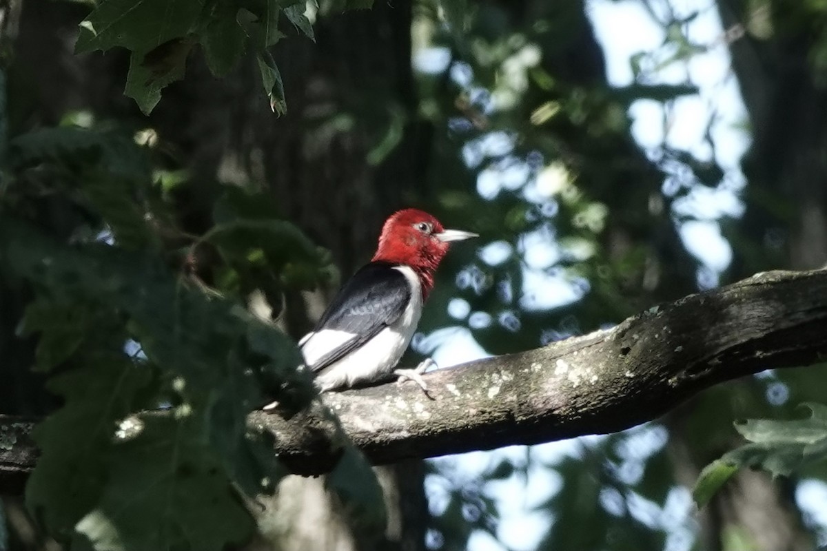 Red-headed Woodpecker - ML604634541