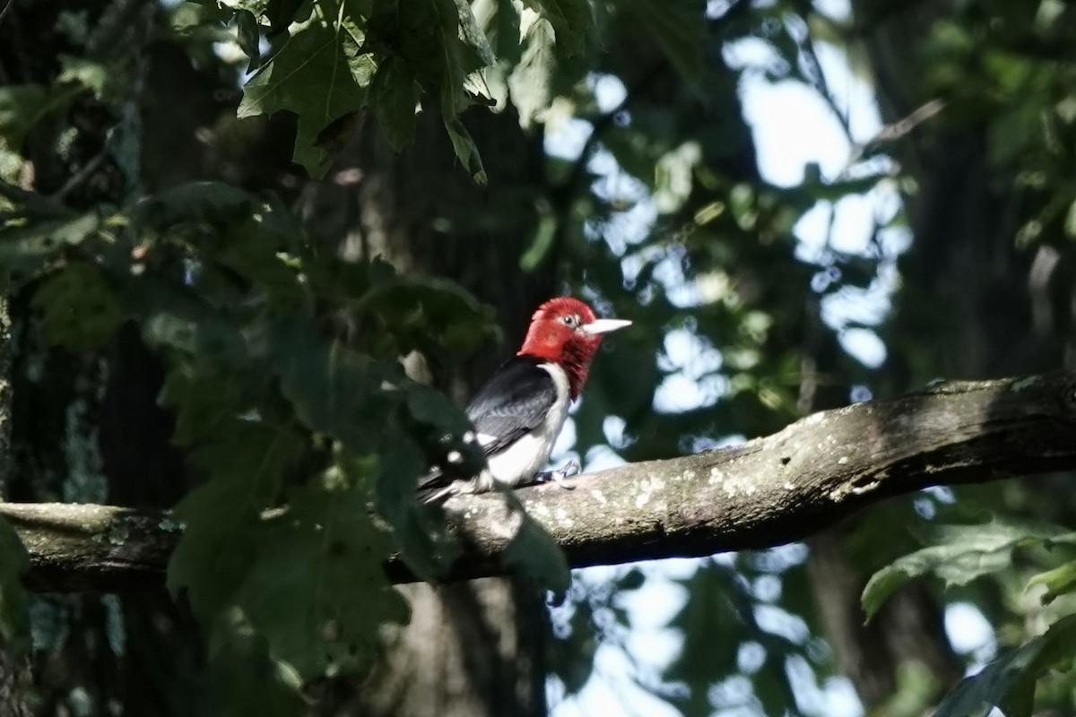 Red-headed Woodpecker - ML604634551