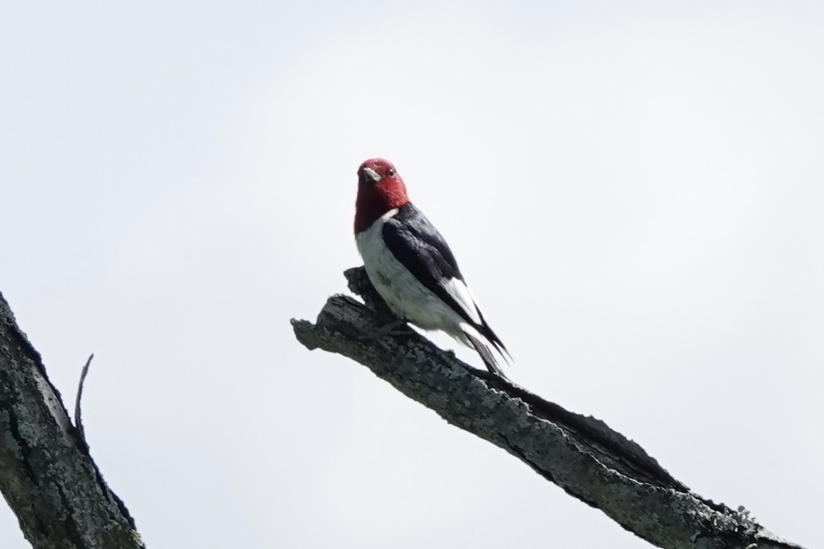 Red-headed Woodpecker - ML604634561