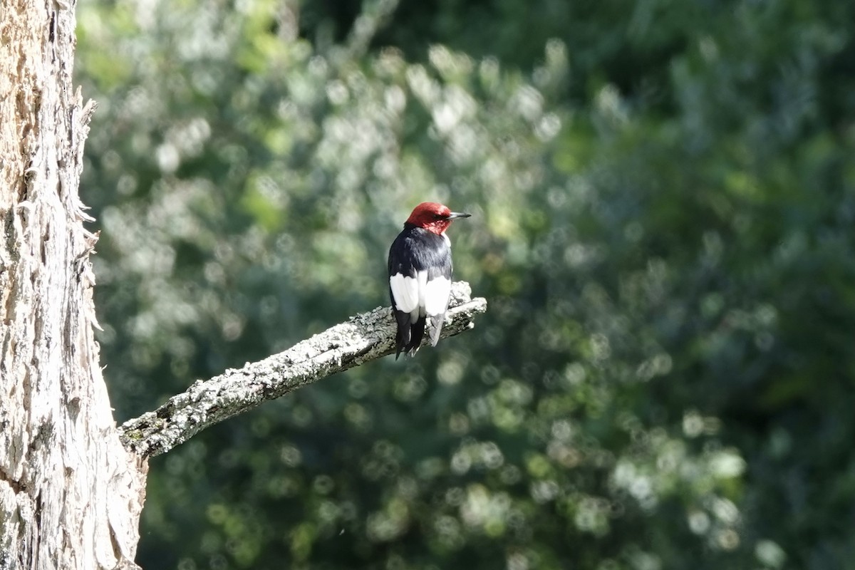 Red-headed Woodpecker - ML604634581