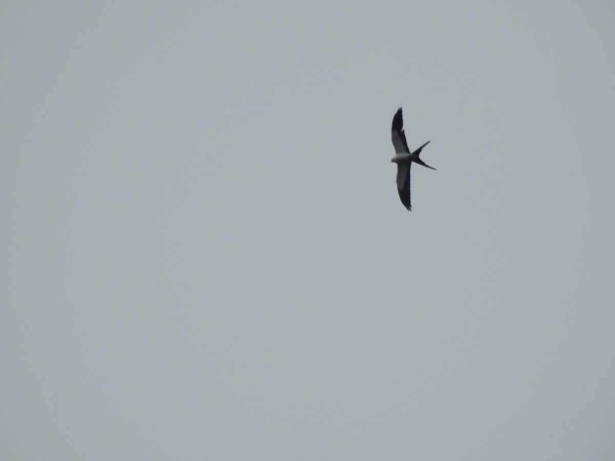 Swallow-tailed Kite - ML604635731