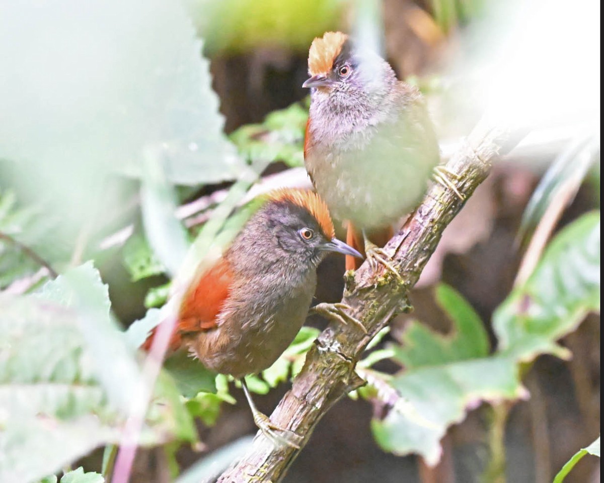 Light-crowned Spinetail - ML604637711