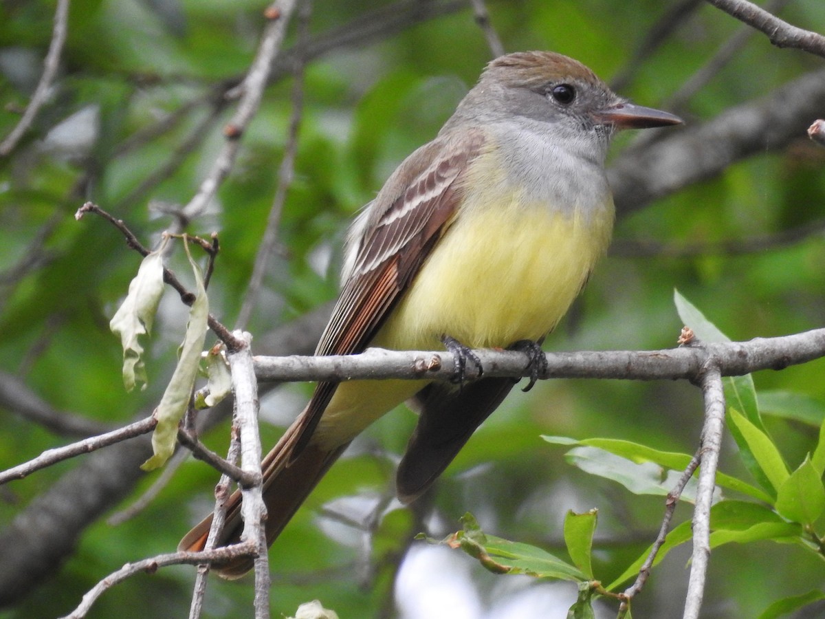 Great Crested Flycatcher - ML604640431