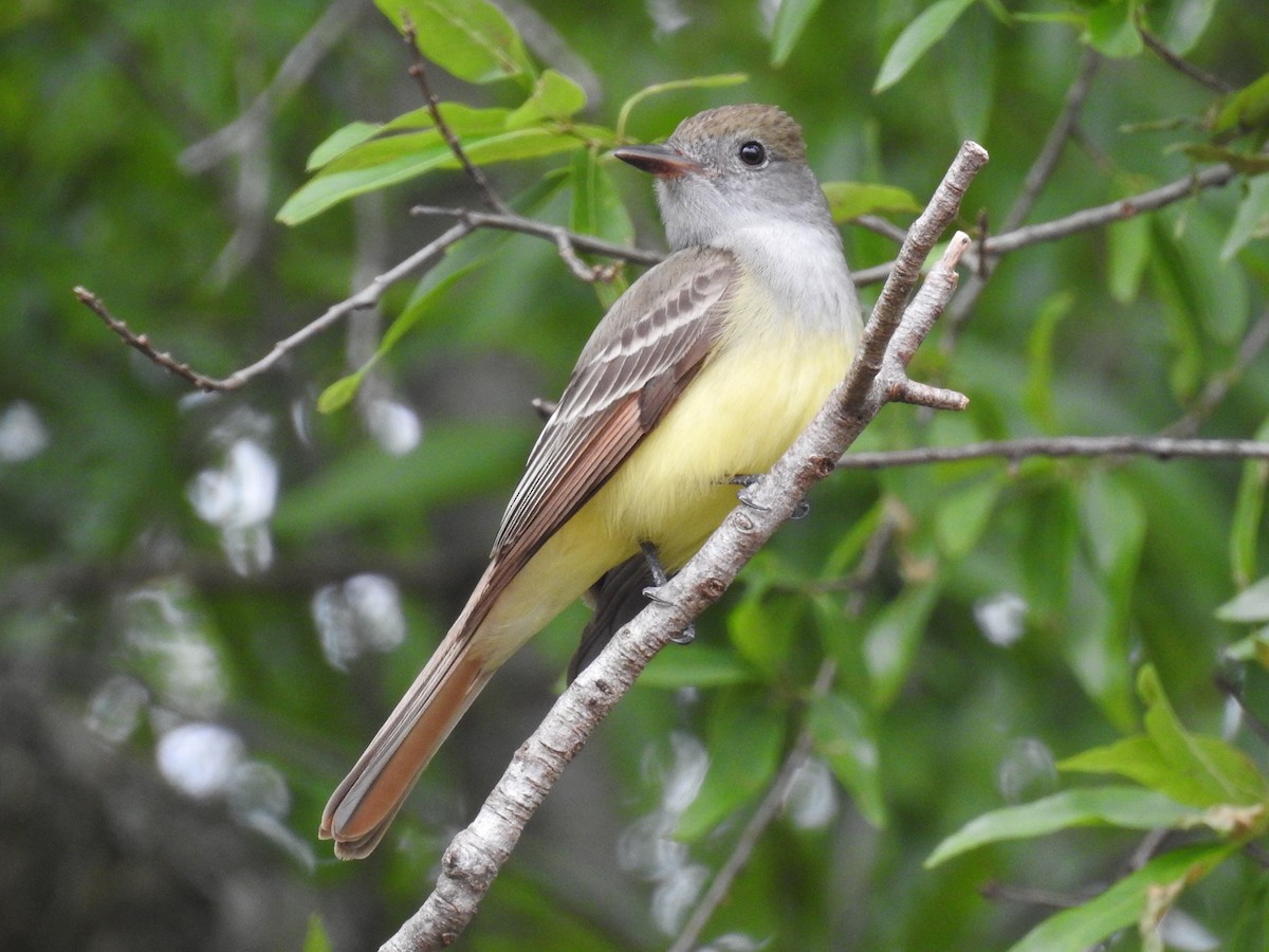 Great Crested Flycatcher - ML604640521
