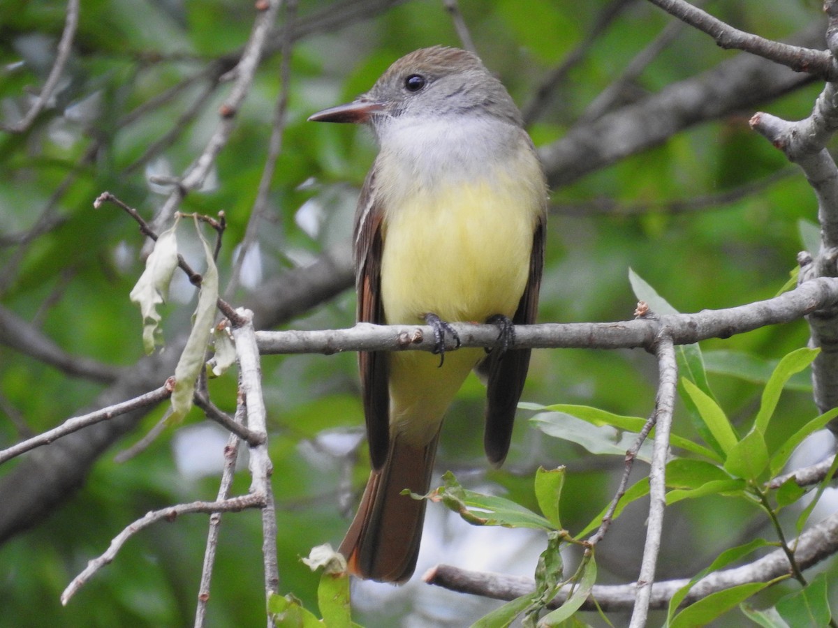 Great Crested Flycatcher - Roger Massey