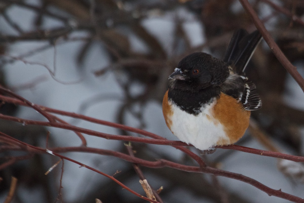 Spotted Towhee - ML604641711