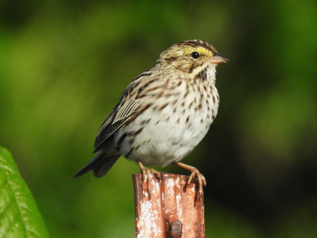Savannah Sparrow - ML604643231