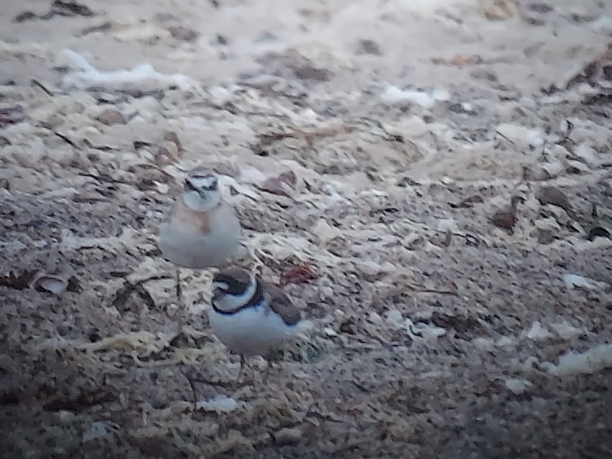 Semipalmated Plover - ML604643661